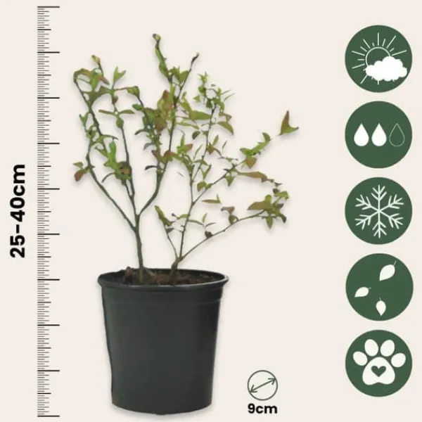 Smoothie frugtplanter mix - Sæt med 8 - Højde 25-40cm - ⌀9cm Kit Til Plante- & Urtedyrkning