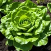 Frø^Smørhovedsalat MAY QUEEN 1,2 g. PlantiCo frø