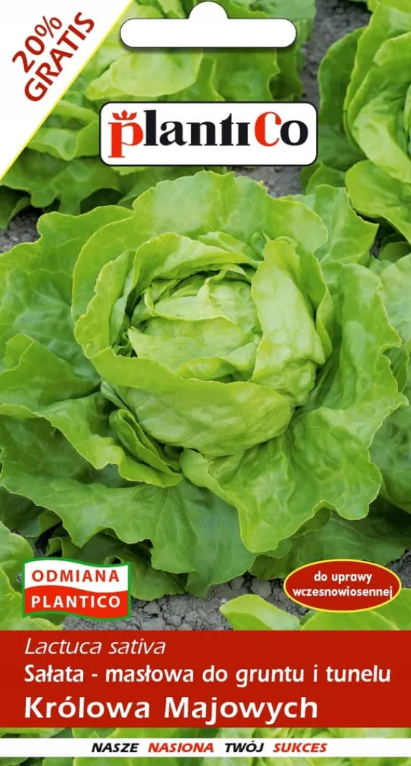 Frø^Smørhovedsalat MAY QUEEN 1,2 g. PlantiCo frø