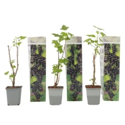 New Solbær - 3 stk - Ribes Nigrum - Højde 25-40cm - ⌀9cm Buskads