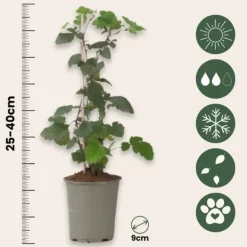 New Solbær - 3 stk - Ribes Nigrum - Højde 25-40cm - ⌀9cm Buskads