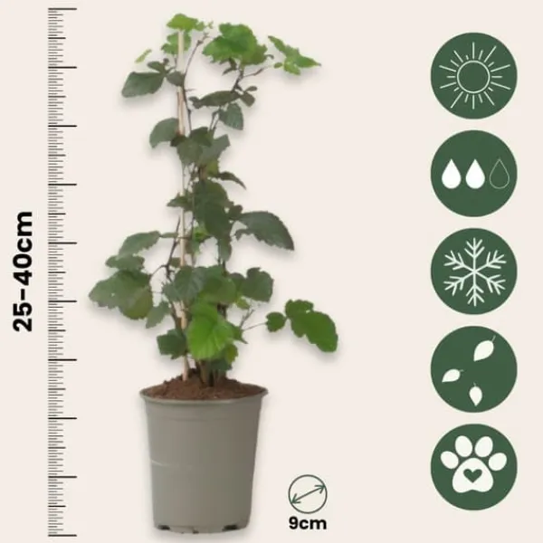 New Solbær - 3 stk - Ribes Nigrum - Højde 25-40cm - ⌀9cm Buskads