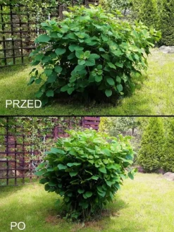 Best SOLIDARNOŚĆ PLANTEKLEMME (f.eks. 6) SORT - 10 STK. Krukker & Plantebeholdere