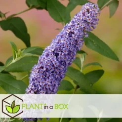 Buskads^Sommerfuglebusk - Sæt 3 - Buddleja davidii 'Nanho Blue' - Højde 25-40cm - ⌀9cm