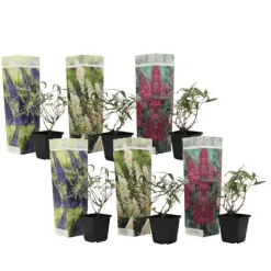 Buskads^Sommerfuglebusk - Sæt med 6 - Buddleja davidii - Højde 25-40cm - ⌀9cm