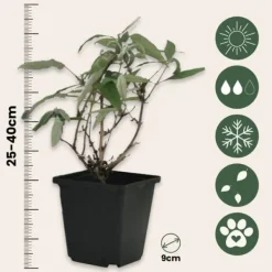 Buskads^Sommerfuglebusk - Sæt med 6 - Buddleja davidii - Højde 25-40cm - ⌀9cm