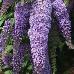 Buskads^Sommerfuglebusk - Sæt med 6 - Buddleja davidii - Højde 25-40cm - ⌀9cm