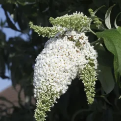 Buskads^Sommerfuglebusk - Sæt med 6 - Buddleja davidii - Højde 25-40cm - ⌀9cm