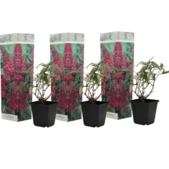 Sommerfuglebusk - Sæt med 3 - Buddleja 'Pink Delight' - Højde 25-40cm - ⌀9cm Buskads