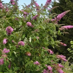Sommerfuglebusk - Sæt med 3 - Buddleja 'Pink Delight' - Højde 25-40cm - ⌀9cm Buskads