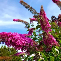 Sommerfuglebusk - Sæt med 3 - Buddleja 'Pink Delight' - Højde 25-40cm - ⌀9cm Buskads
