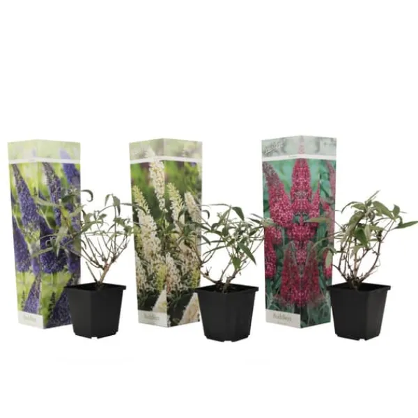 Buskads^Sommerfuglebusk - Sæt med 3 - Buddleja davidii - Højde 25-40cm - ⌀9cm