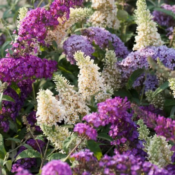 Buskads^Sommerfuglebusk - Sæt med 3 - Buddleja davidii - Højde 25-40cm - ⌀9cm
