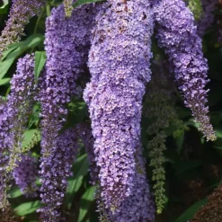 Buskads^Sommerfuglebusk - Sæt med 3 - Buddleja davidii - Højde 25-40cm - ⌀9cm