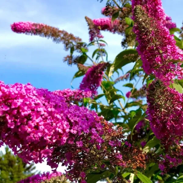 Buskads^Sommerfuglebusk - Sæt med 3 - Buddleja davidii - Højde 25-40cm - ⌀9cm