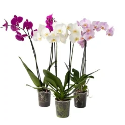 Clearance Sommerfugleorkidé - Mix af 3 - Phalaenopsis - Højde 50-60cm - ⌀12cm Krukkeplanter Indendørs