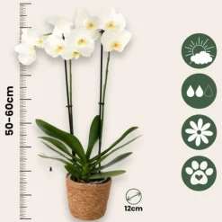 Clearance Sommerfugleorkidé - Mix af 3 - Phalaenopsis - Højde 50-60cm - ⌀12cm Krukkeplanter Indendørs
