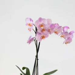 Clearance Sommerfugleorkidé - Mix af 3 - Phalaenopsis - Højde 50-60cm - ⌀12cm Krukkeplanter Indendørs