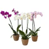Discount Sommerfugleorkidé - Mix af 3 - Phalaenopsis i deco kurv - Højde 50-60cm - ⌀12cm Krukkeplanter Indendørs