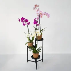 Discount Sommerfugleorkidé - Mix af 3 - Phalaenopsis i deco kurv - Højde 50-60cm - ⌀12cm Krukkeplanter Indendørs
