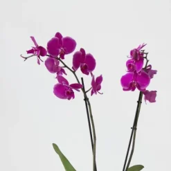 Discount Sommerfugleorkidé - Mix af 3 - Phalaenopsis i deco kurv - Højde 50-60cm - ⌀12cm Krukkeplanter Indendørs