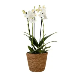 Krukkeplanter Indendørs^Sommerfugleorkidé - Phalaenopsis Multiflora med kurv - Højde 35-45cm - ⌀12cm