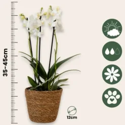 Krukkeplanter Indendørs^Sommerfugleorkidé - Phalaenopsis Multiflora med kurv - Højde 35-45cm - ⌀12cm