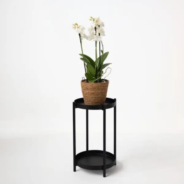 Krukkeplanter Indendørs^Sommerfugleorkidé - Phalaenopsis Multiflora med kurv - Højde 35-45cm - ⌀12cm