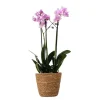Online Sommerfugleorkidé - Phalaenopsis Multiflora med kurv - Højde 35-45cm - ⌀12cm Krukkeplanter Indendørs