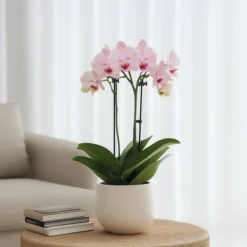 Online Sommerfugleorkidé - Phalaenopsis Multiflora med kurv - Højde 35-45cm - ⌀12cm Krukkeplanter Indendørs