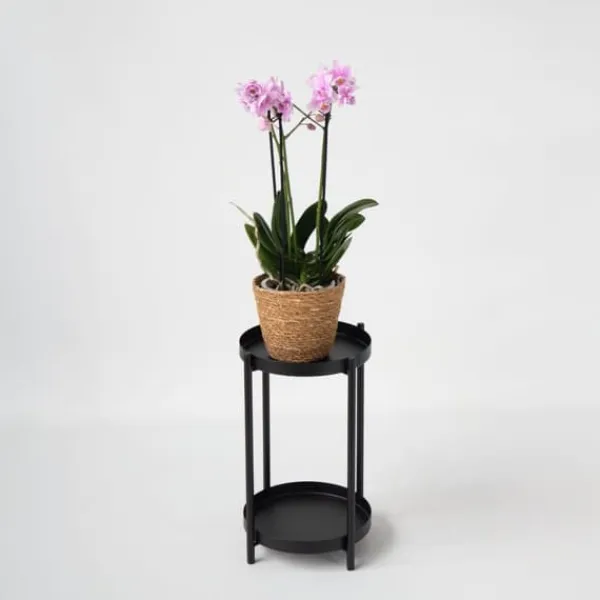 Online Sommerfugleorkidé - Phalaenopsis Multiflora med kurv - Højde 35-45cm - ⌀12cm Krukkeplanter Indendørs
