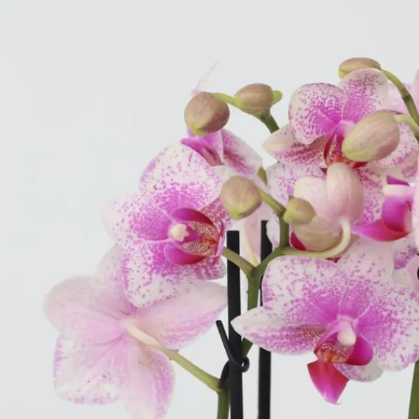 Online Sommerfugleorkidé - Phalaenopsis Multiflora med kurv - Højde 35-45cm - ⌀12cm Krukkeplanter Indendørs