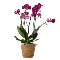 New Sommerfugleorkidé - Phalaenopsis Multiflora med kurv - Højde 35-45cm - ⌀12cm Krukkeplanter Indendørs
