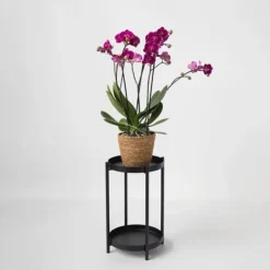 New Sommerfugleorkidé - Phalaenopsis Multiflora med kurv - Højde 35-45cm - ⌀12cm Krukkeplanter Indendørs