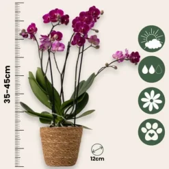 Best Sommerfugleorkidé - x3 - Phalaenopsis Multiflora i kurv - Højde 35-45cm - ⌀12cm Krukkeplanter Indendørs