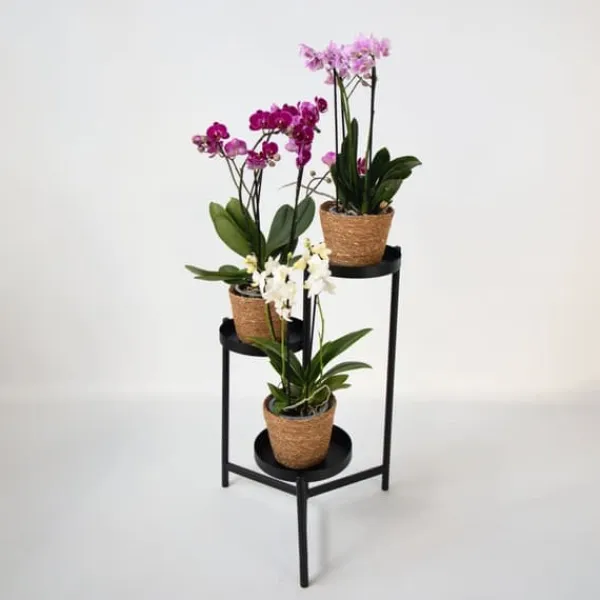 Best Sommerfugleorkidé - x3 - Phalaenopsis Multiflora i kurv - Højde 35-45cm - ⌀12cm Krukkeplanter Indendørs