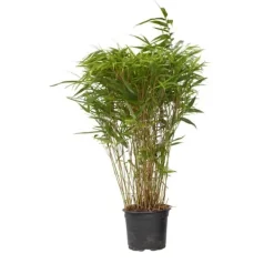 Outlet Sort bambus - Fargesia nitida 'Gansu' - Højde 50-70cm - Potte 17cm Buskads