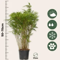 Outlet Sort bambus - Fargesia nitida 'Gansu' - Højde 50-70cm - Potte 17cm Buskads