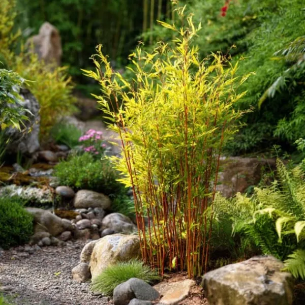 Buskads^Sort bambus - Sæt med 6 - Fargesia nitida 'Red Dragon' - Højde 60-80cm - ⌀17cm