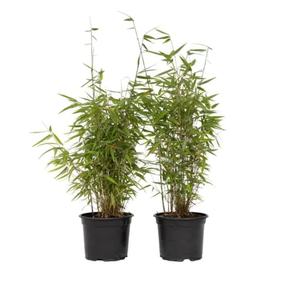 Buskads^Sort bambus - Sæt med 4 - Fargesia nitida 'Red Dragon' - Højde 60-80cm - ⌀17cm