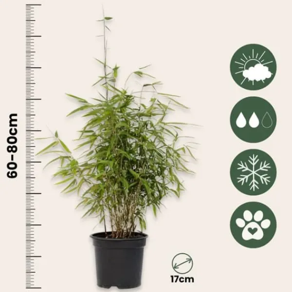 Buskads^Sort bambus - Sæt med 4 - Fargesia nitida 'Red Dragon' - Højde 60-80cm - ⌀17cm