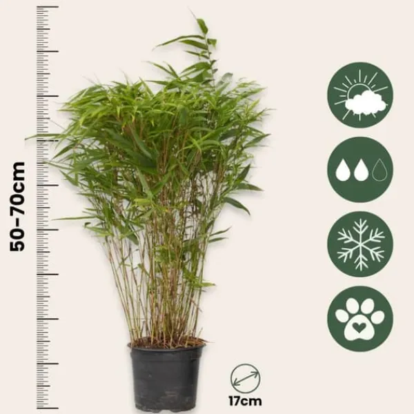 Buskads^Sort bambus - Sæt med 6 - Fargesia nitida 'Gansu' - Højde 50-70cm - ⌀17cm