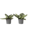 Krukkeplanter Indendørs^Spiralfrugt - 2 stk - Streptocarpus 'Pretty Turtle' - Højde 25-35cm - ⌀13cm