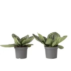 Krukkeplanter Indendørs^Spiralfrugt - 2 stk - Streptocarpus 'Pretty Turtle' - Højde 25-35cm - ⌀13cm