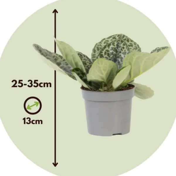 Krukkeplanter Indendørs^Spiralfrugt - 2 stk - Streptocarpus 'Pretty Turtle' - Højde 25-35cm - ⌀13cm