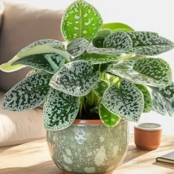Krukkeplanter Indendørs^Spiralfrugt - 2 stk - Streptocarpus 'Pretty Turtle' - Højde 25-35cm - ⌀13cm