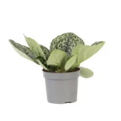 Discount Spiralfrugt - Streptocarpus 'Pretty Turtle' - Højde 25-35cm - ⌀13cm Krukkeplanter Indendørs