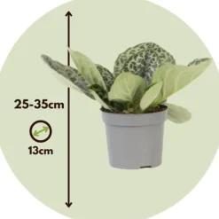 Discount Spiralfrugt - Streptocarpus 'Pretty Turtle' - Højde 25-35cm - ⌀13cm Krukkeplanter Indendørs