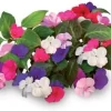 Best Sæt med 3 produkter. Click & Grow Smart Garden refill Busy Lizzie 3stk Blomster