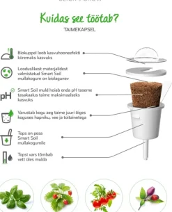 Best Sæt med 3 produkter. Click & Grow Smart Garden refill Busy Lizzie 3stk Blomster